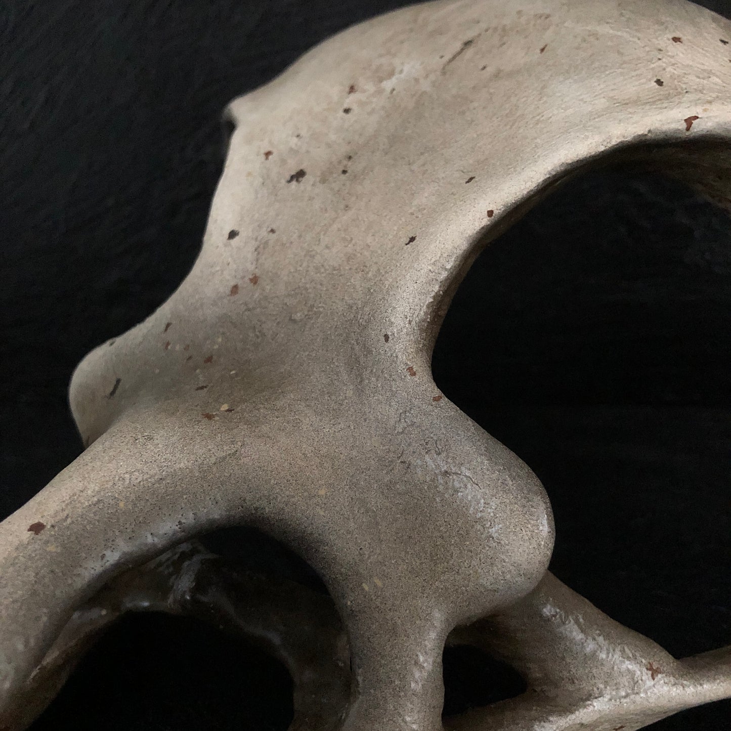 ANIMALS - Corvid Skull Mask