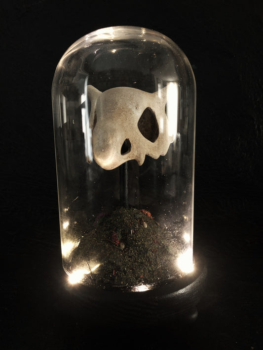 terrarium